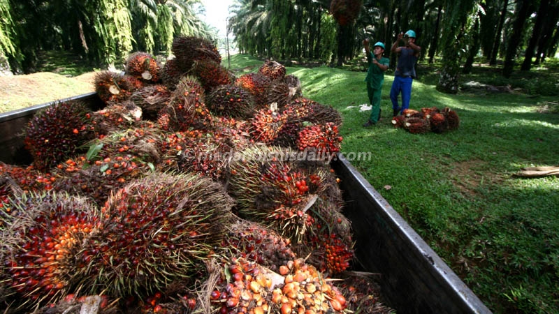 Mantap Harga Tbs Sawit Di Sumut Kembali Naik Ke Rp 1 400 Kg Agrobisnis Medanbisnisdaily Com