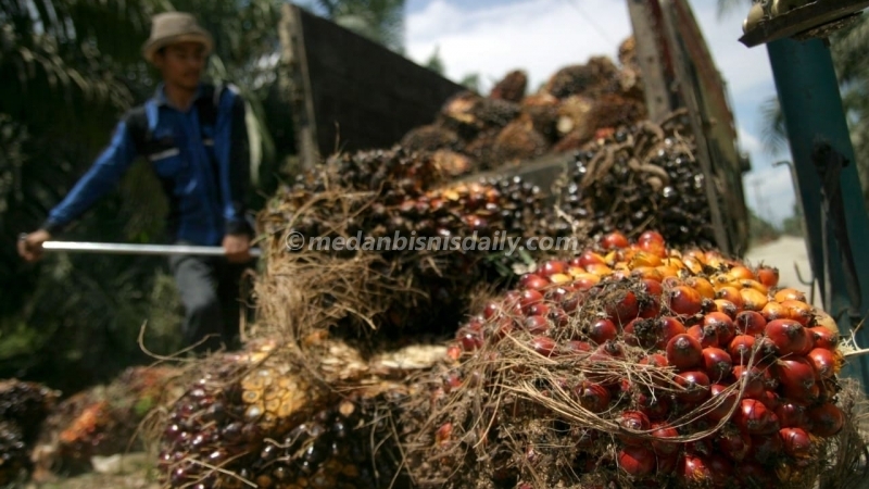 Harga TBS Sawit Sumut Naik Tipis, Tertinggi di Madina Rp 3.365/Kg dan Terendah Batubara Rp 2.780/Kg